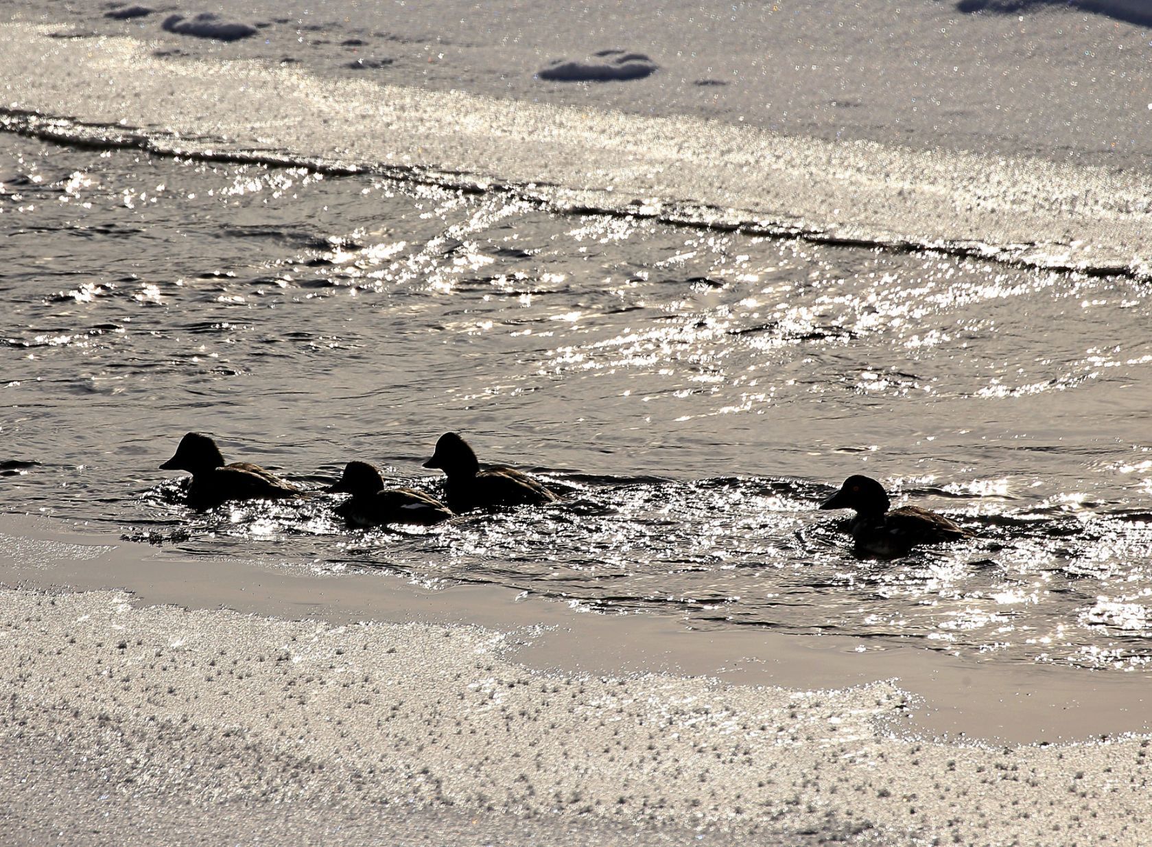 Ducks swim in the Lamar River